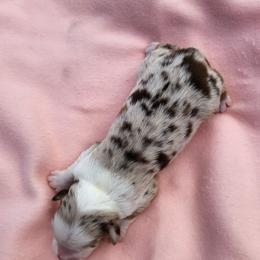 Rose - Red merle female Miniature Australian Shepherd puppy in Lakeland, Florida from Sunshine Mini Aussies