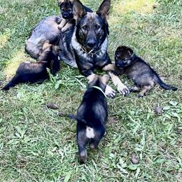 German Shepherd Puppies from Von Overen German Shepherds