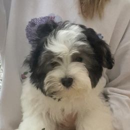 Havanese Puppies from Endearing Havanese