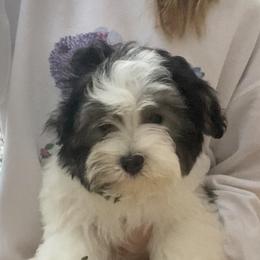 Havanese Puppies from Endearing Havanese