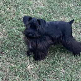 Josie - Miniature Schnauzer