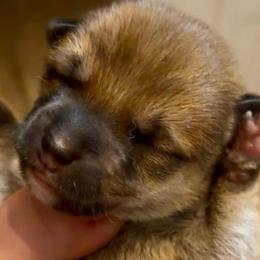 Loaf - Red male Shiba Inu puppy in Clewiston, Florida from Animal Farm Shiba Inus & Mameshibas