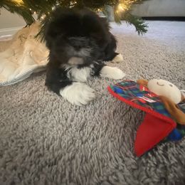 Ziggy - Black and white male Shih Tzu puppy in Riverside, California from AKC Shih Tzu of California