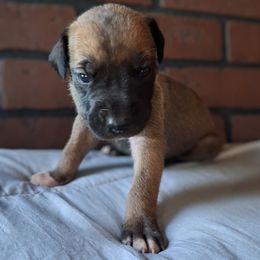 Fawn Female 1 - Fawn female Great Dane puppy in Cunningham, Kansas from Garden Grove Great Danes