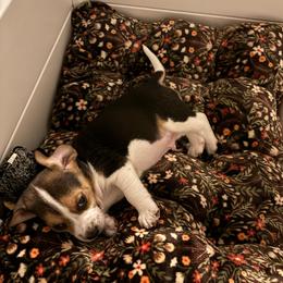 Ruby Rose - Black tan and white female Beagle puppy in Meridianville, Alabama from Spear Haven Beagles (formerly Spear Lake Beagles)