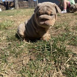 Bulldog Puppies from Midwest Monster Made Bulldogs