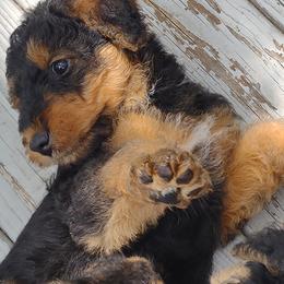 Airedale Terrier Puppies from JOVAL Airedales