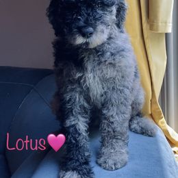 Aussiedoodle Puppies from Shawna Rosario