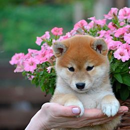 Shiba Inu Puppies from Shiba Inu of Matrix