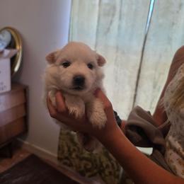 Titan - White male American Eskimo Dog puppy in Grants Pass, Oregon from SnH Eskies