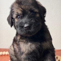 Girl 2 - Yellow Collar - Pepper and salt female Giant Schnauzer puppy in St George, Utah from Schnauzer Ranch