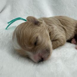 Arlo - Apricot male Maltipoo puppy in Turlock, California from 209PuppiesCaliforniaMaltipoo