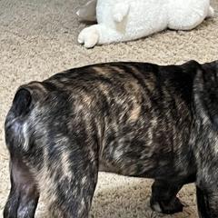French Bulldogs from Fryar Frenchies