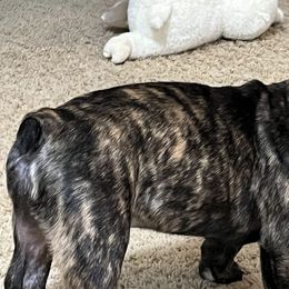 French Bulldogs from Fryar Frenchies