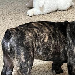 French Bulldogs from Fryar Frenchies