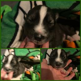Black or agouti dark green boy - Black male Siberian Husky puppy in Wheeling, West Virginia from Powells Huskies