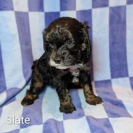 Slate - Black and white male Cockapoo puppy in Sunset, Louisiana from Cano Cockapoos