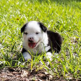 Cisco - Black tri male Miniature Australian Shepherd puppy in Myakka City, Florida from Gable A Aussies