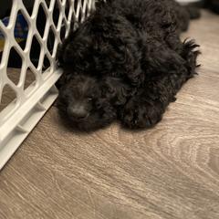 Double Doodle Puppies from Wicker Doodles