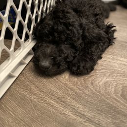 Double Doodle Puppies from Wicker Doodles