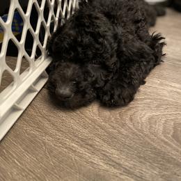 Double Doodle Puppies from Wicker Doodles
