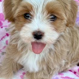 Darcy - Red female Havanese puppy in Wappapello, Missouri from Titanium Havanese LLC
