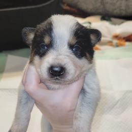 Ares - Blue male Australian Cattle Dog puppy in Colbert, Oklahoma from LoveAHeeler