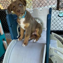 Boy 4 Light Blue Collar One Blue Eye - Red tri-color male Australian Shepherd puppy in Washington from LIT Australian Shepherds