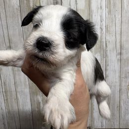 Pheobe - Parti female Miniature Schnauzer puppy in Eunice, Louisiana from 4J's Cajun Kennels