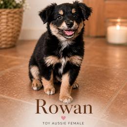 Rowan - male Toy Australian Shepherd puppy in Delta, Colorado from SATA Kennels