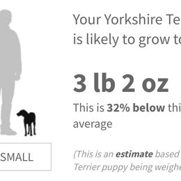 Boy 4 - Chocolate and tan male Yorkshire Terrier puppy in Jacksonville, Florida from TLJ Choco Yorkie Love