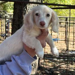 Pet Only - Cream female Dachshund puppy in Nashville, Arkansas from Whisenhunt Farms