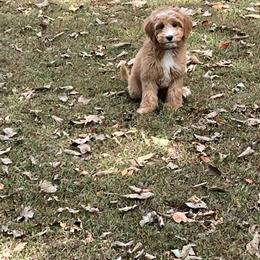 Pink Girl - Red  female Goldendoodle puppy in Richmond, Kentucky from The Doting Doodle