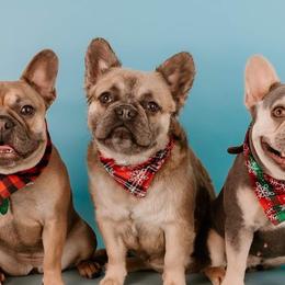 French Bulldogs from Midge’s Meadowland Frenchie’s