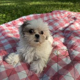 Mal-Shi, Maltese, Maltipoo, Poodle, and Shih Tzu Puppies from Joy-Fur Puppies