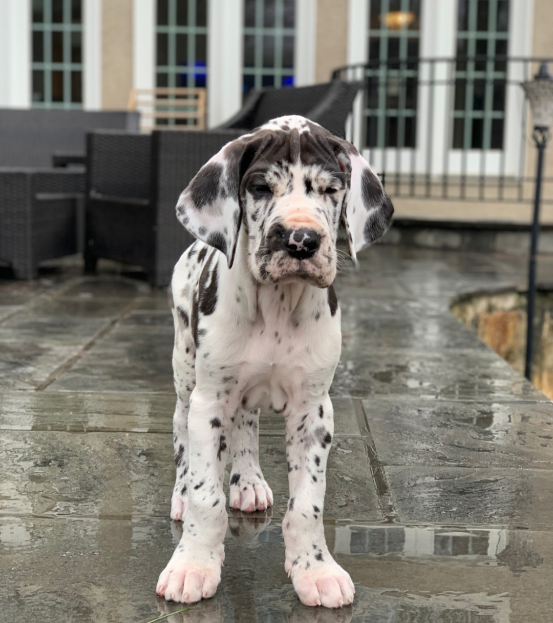 Great Dane Puppies from Bluestone Valley Danes
