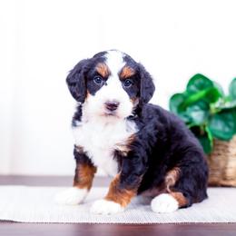 Girl 5 - female Bernedoodle puppy in Arthur, Illinois from Central Illinois Bernedoodles
