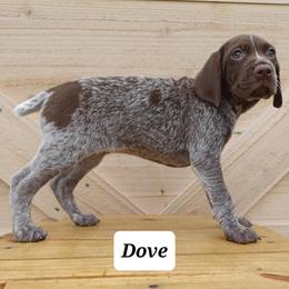 Dove - Liver roan female German Shorthaired Pointer puppy in Elberta, Alabama from Old Orchard Farm