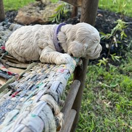 Cockapoo Puppies from East St. Poodles & Doodles