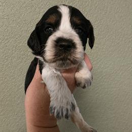 Joplin - Tri-Roan female English Springer Spaniel puppy in Fort White, Florida from Thunderbird Springers