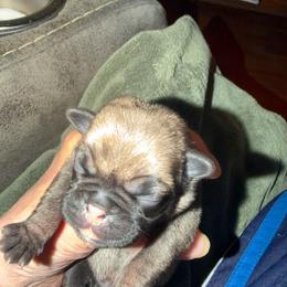 Spyder - Fawn male Pug puppy in Moorefield, West Virginia from Wratchford Farms