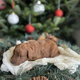 Princess - Red  female Goldendoodle puppy in Palmetto Bay, Florida from SOMIDOODLES