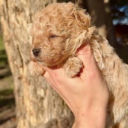 Princess - Apricot female Maltipoo puppy in Melissa, Texas from Southern Love Cavapoos & Maltipoos
