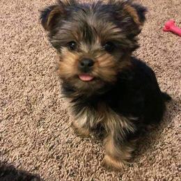 Shih Tzu, Shorkie, and Yorkshire Terrier Puppies from Tiny Tales Co.
