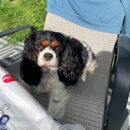 Cavalier King Charles Spaniel puppies from Meant To Be Cavalier King Charles Spaniels