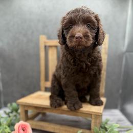 Bruno - Chocolate male Australian Labradoodle puppy in Denton, Texas from Liberty Hill Labradoodles
