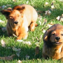 Dachshund Puppies from Dandydox Dachshunds