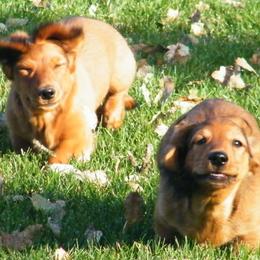 Dachshund Puppies from Dandydox Dachshunds