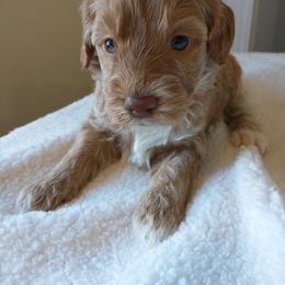 Goldendoodle and Poodle Puppies from KB Doodles