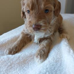 Goldendoodle and Poodle Puppies from KB Doodles